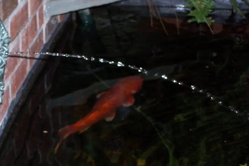 Newtown, PA's Best Pond Builders