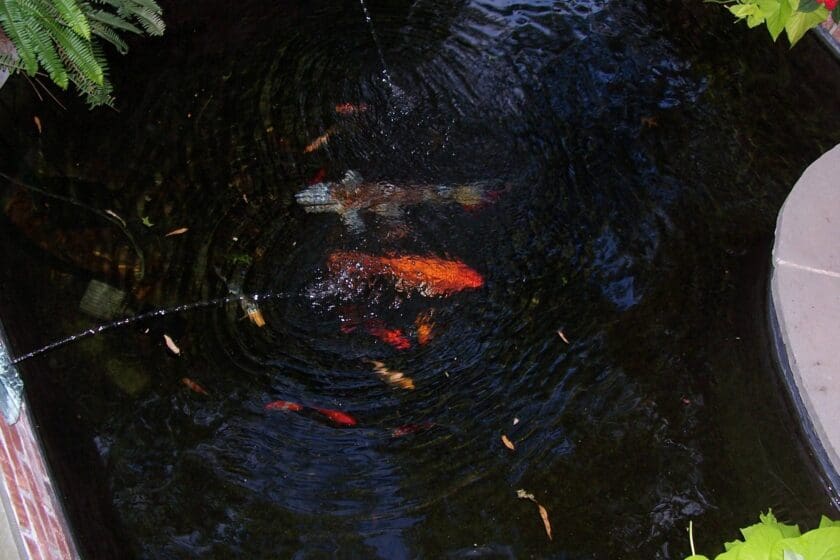 Newtown, PA's Best Pond Builders