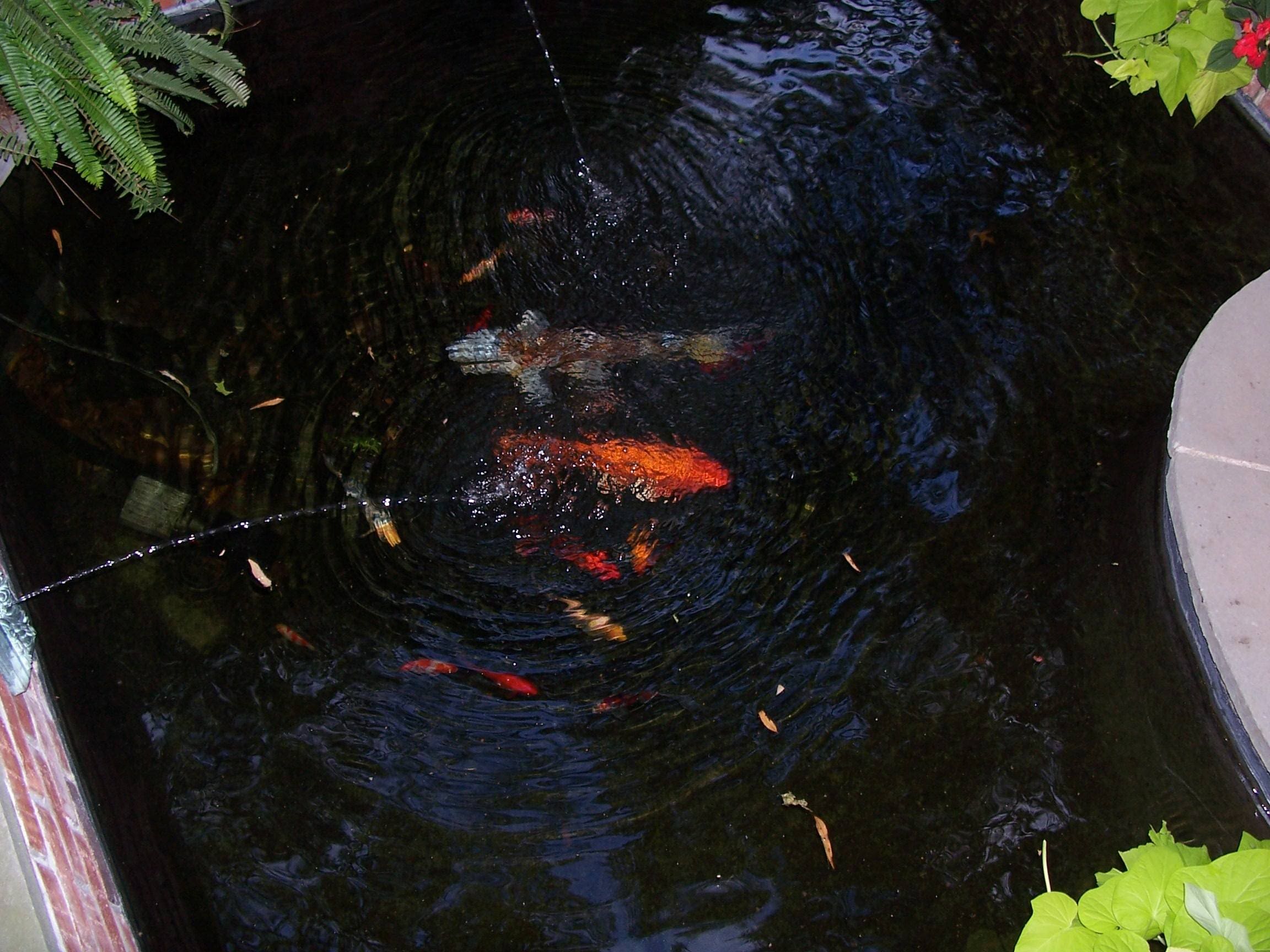 Newtown, PA's Best Pond Builders