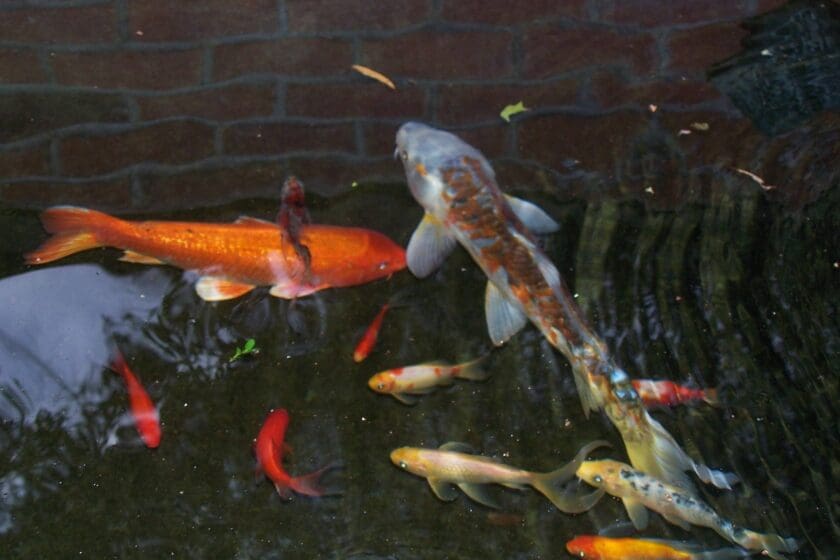 Newtown, PA's Best Pond Builders