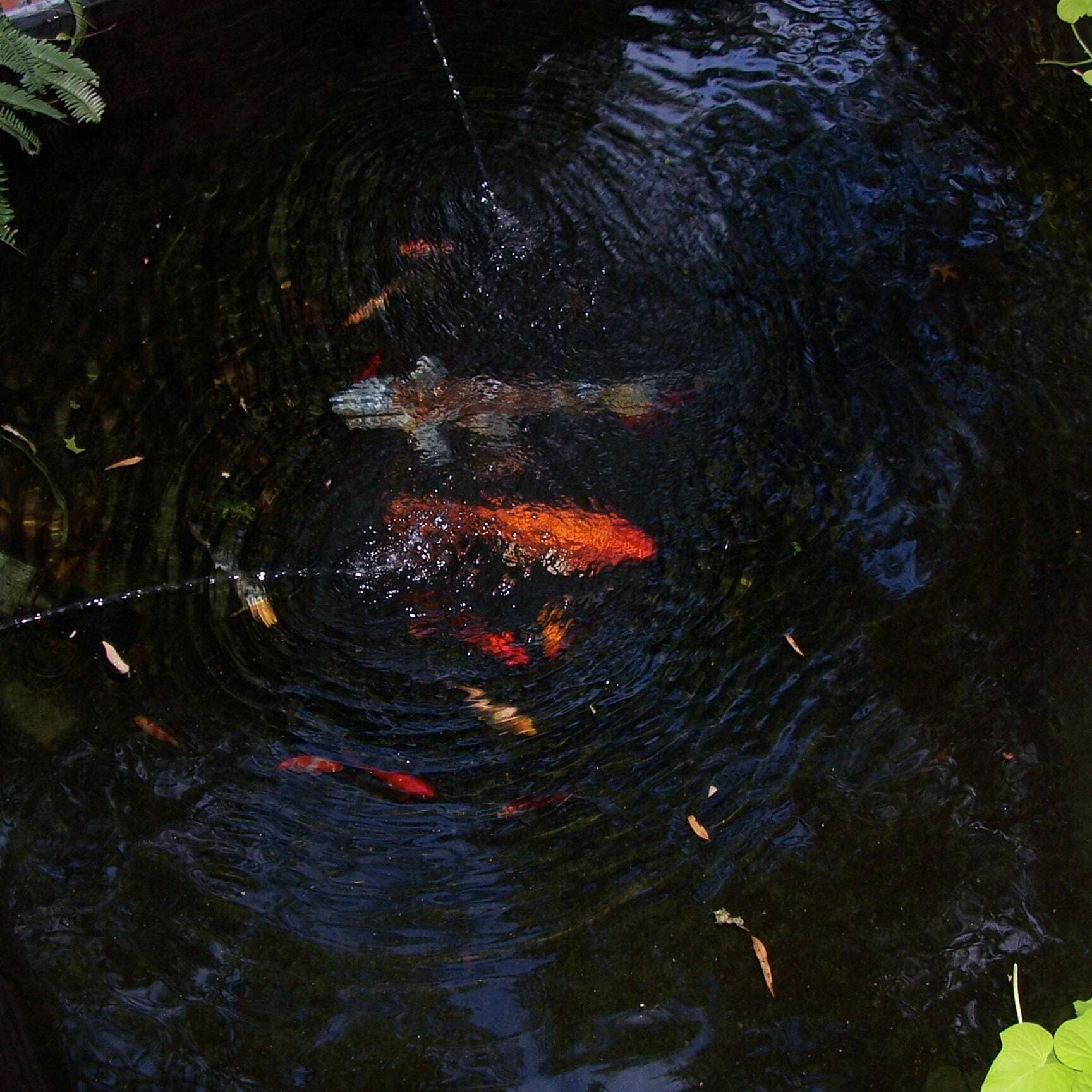 Newtown, PA's Best Pond Builders