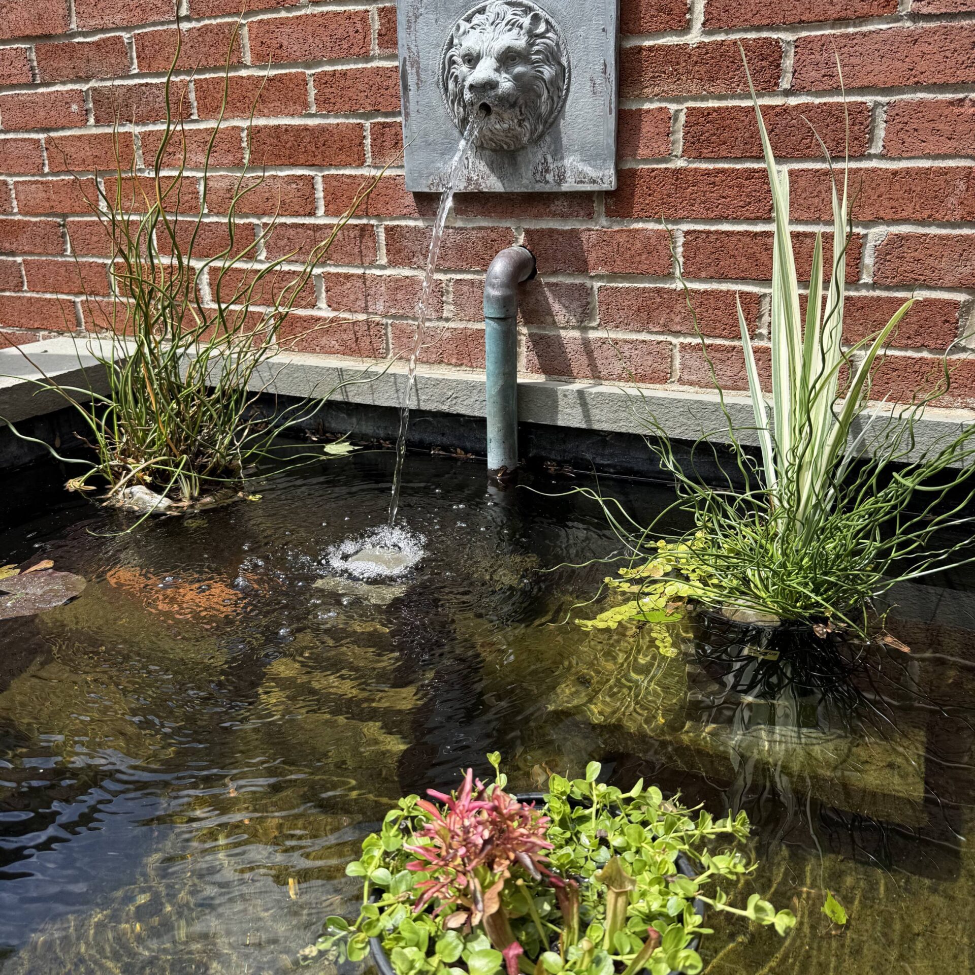 Newtown, PA's Best Pond Builders